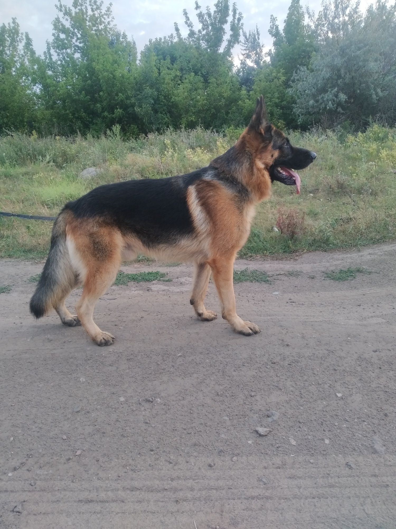Вязка, кобель немецкой овчарки