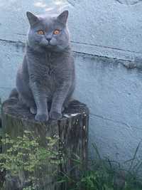 Опытный Британец Чистокровный Голубого окраса Вязка котов