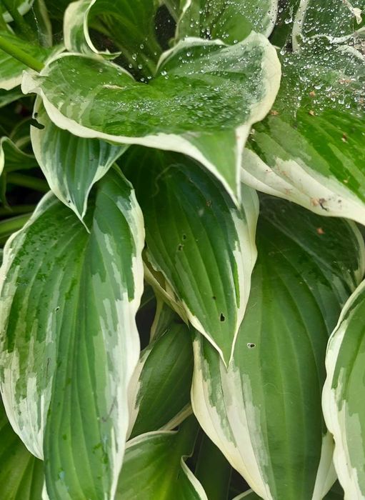 Хоста в ассортименте