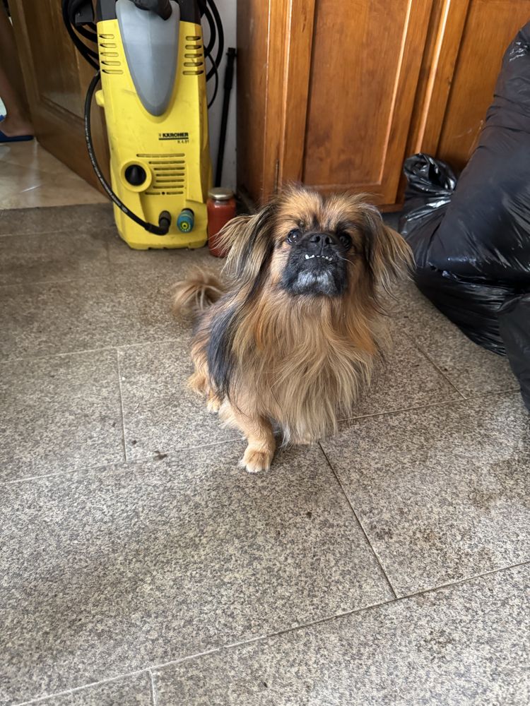 Lulu - Pequines, 2 anos