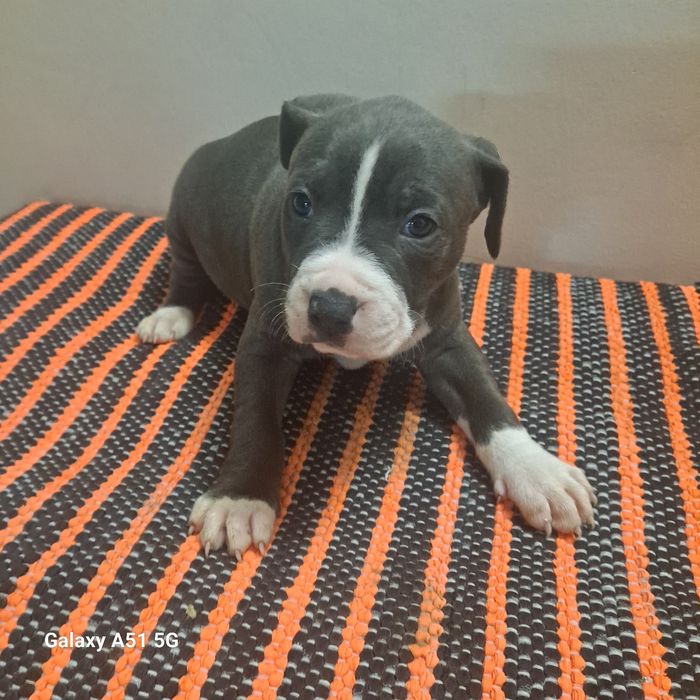 Suczka Tekilla American Staffordshire Terrier