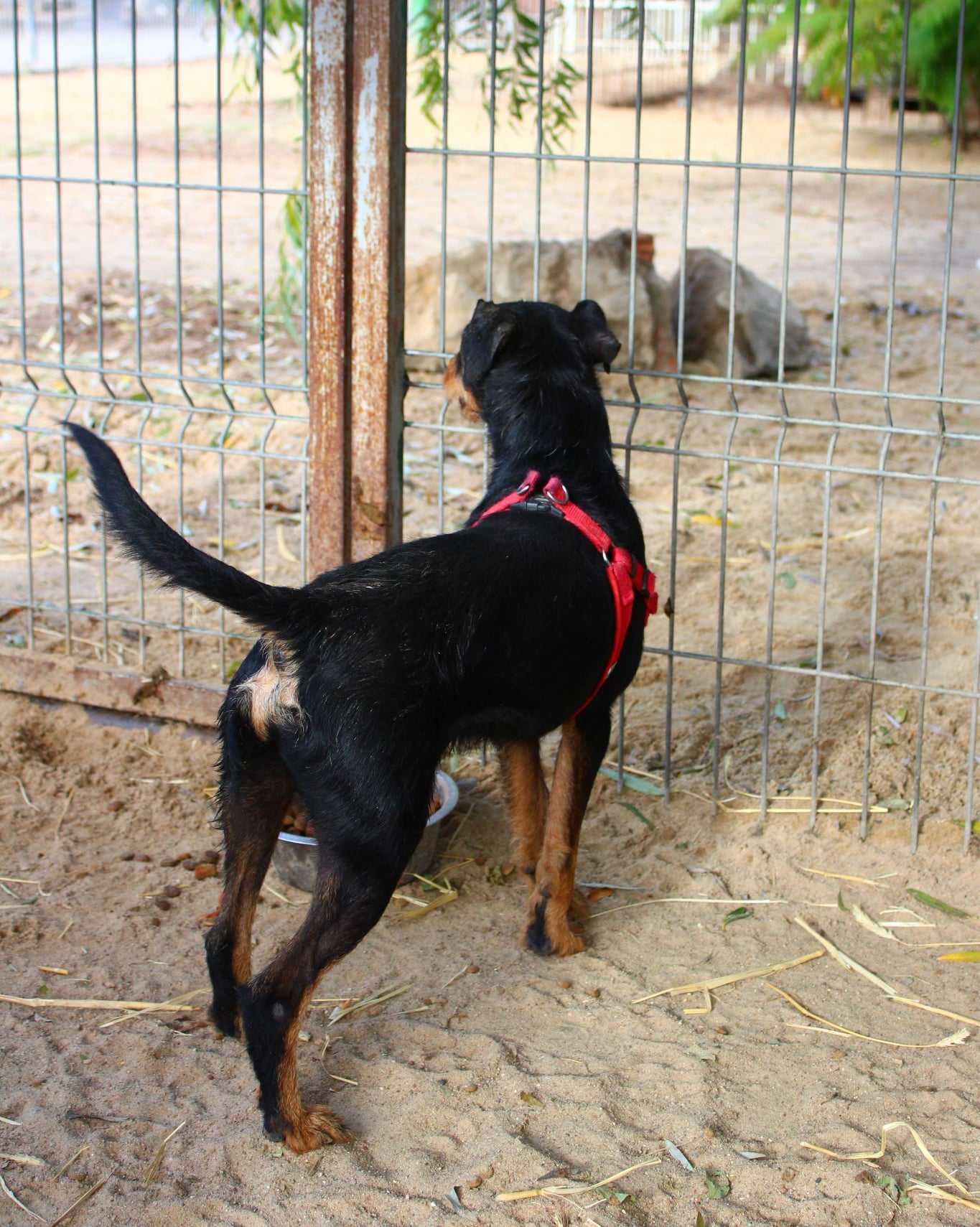 Totek - w typie Jagdterrier; łagodny i wesoły dla aktywnych