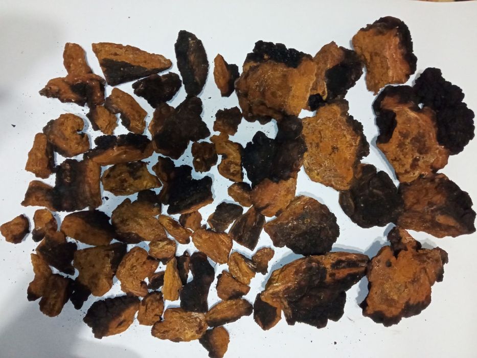 Сушена березова чага