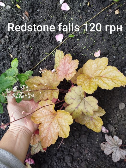 Гейхера, гейхерела, тіарела,  квіти для тінистих ділянок