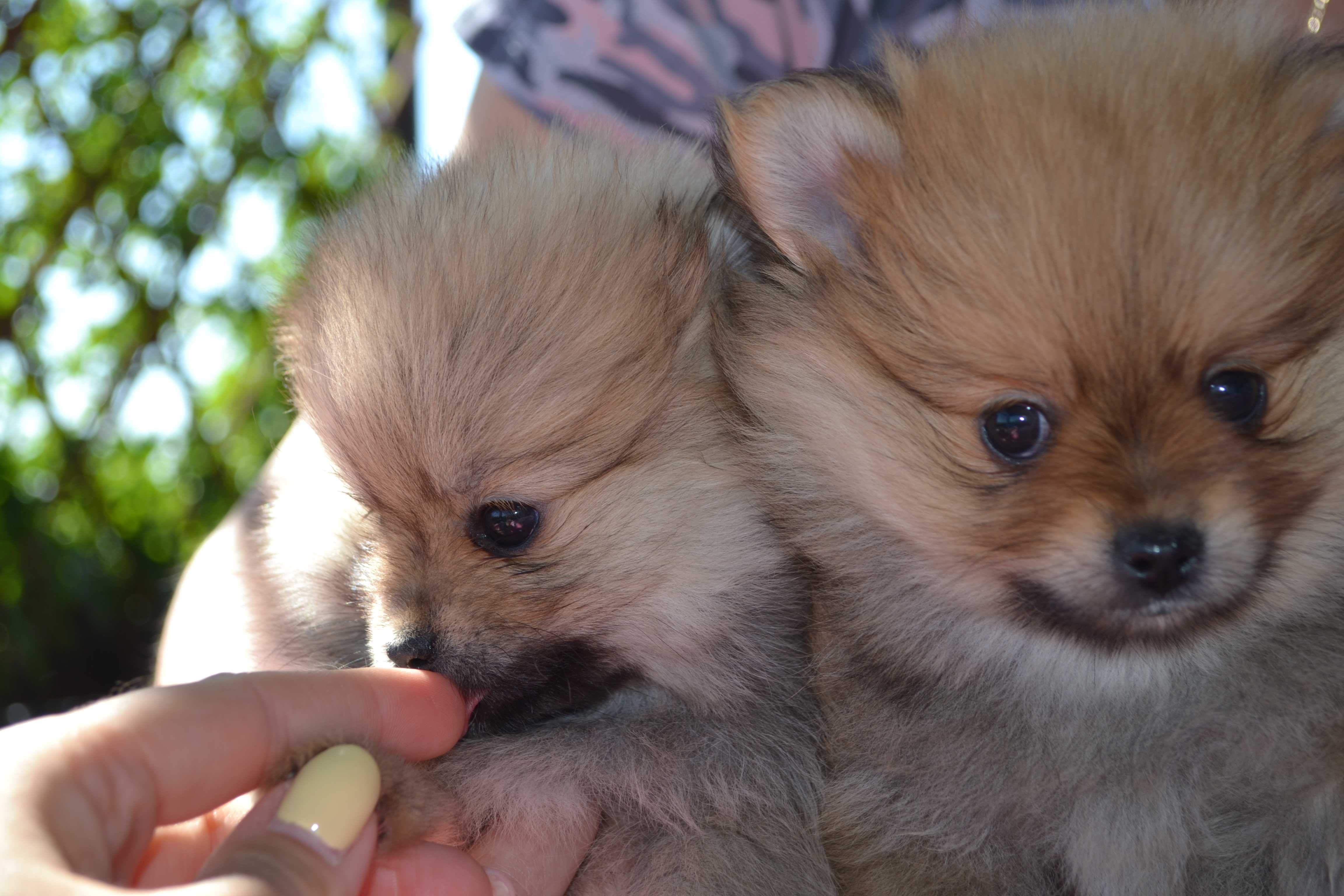 Szpic miniaturowy pomeranian śliczne