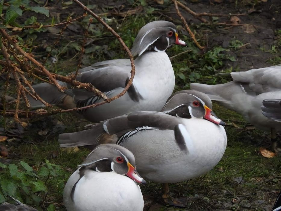 Kaczki  ozdobne  KAROLINKI  srebrne  WYSYŁKA