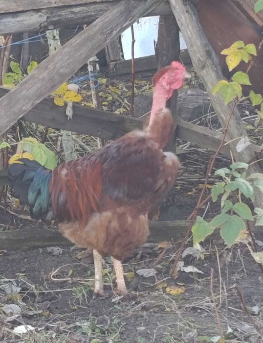 Sprzedam koguty z własnego wylęgu