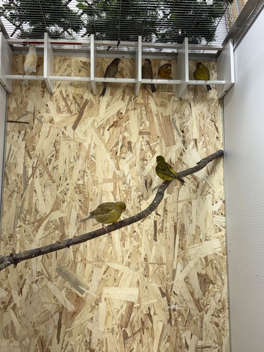 Lote de 20 canarios adultos