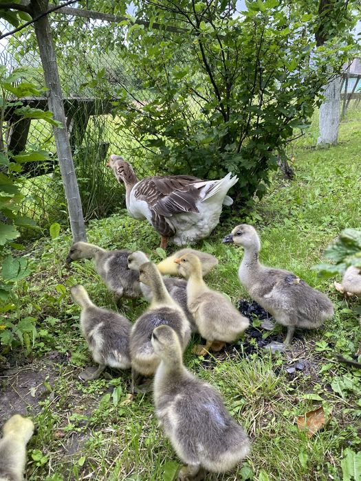 Продам гусенят породи Холмогор