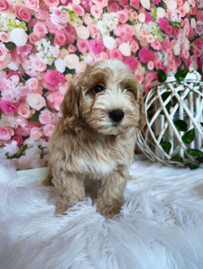 Miś *Maltipoo* BADANIA genetyczne śliczny mądry piesek rodowód