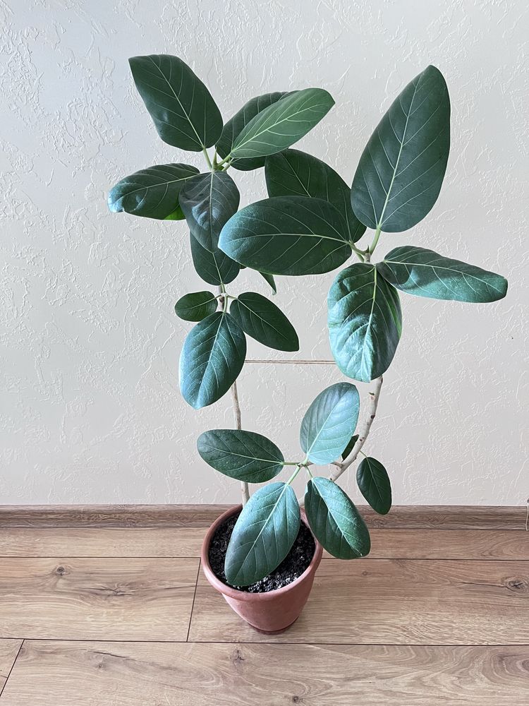 Бенгальский фикус (Баньян), фикус Одри (ficus benghalensis Audrey)