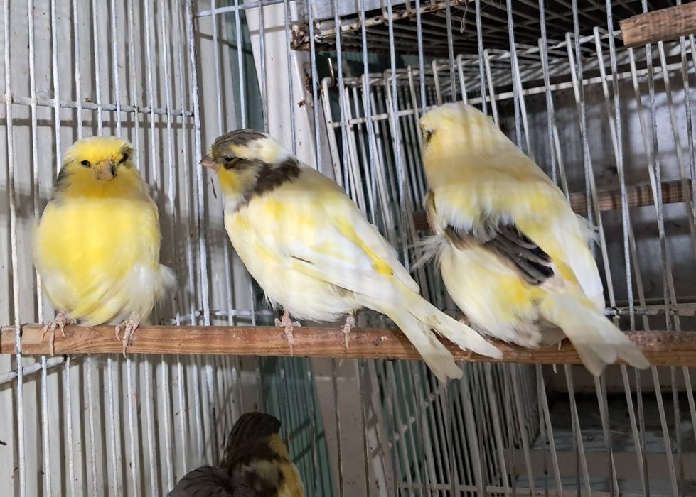 Canários Glosters