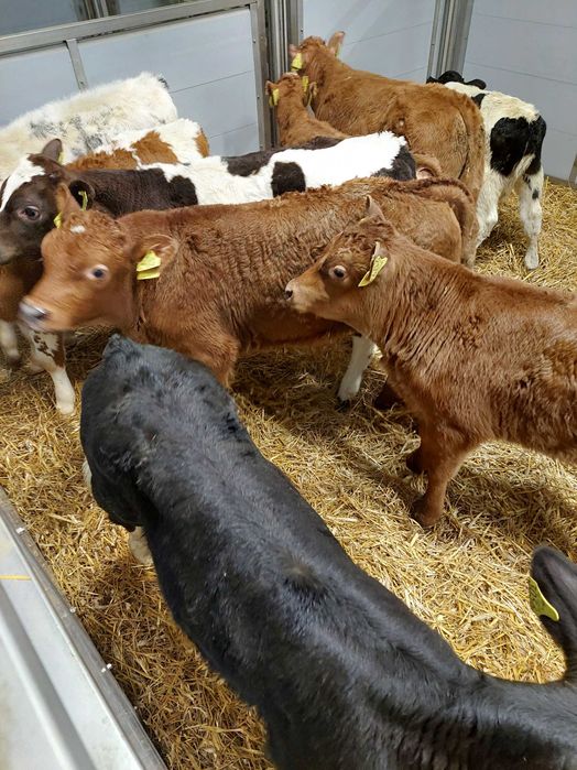 Sprzedaż cieląt byczki i jałówki CZYZEW polskie