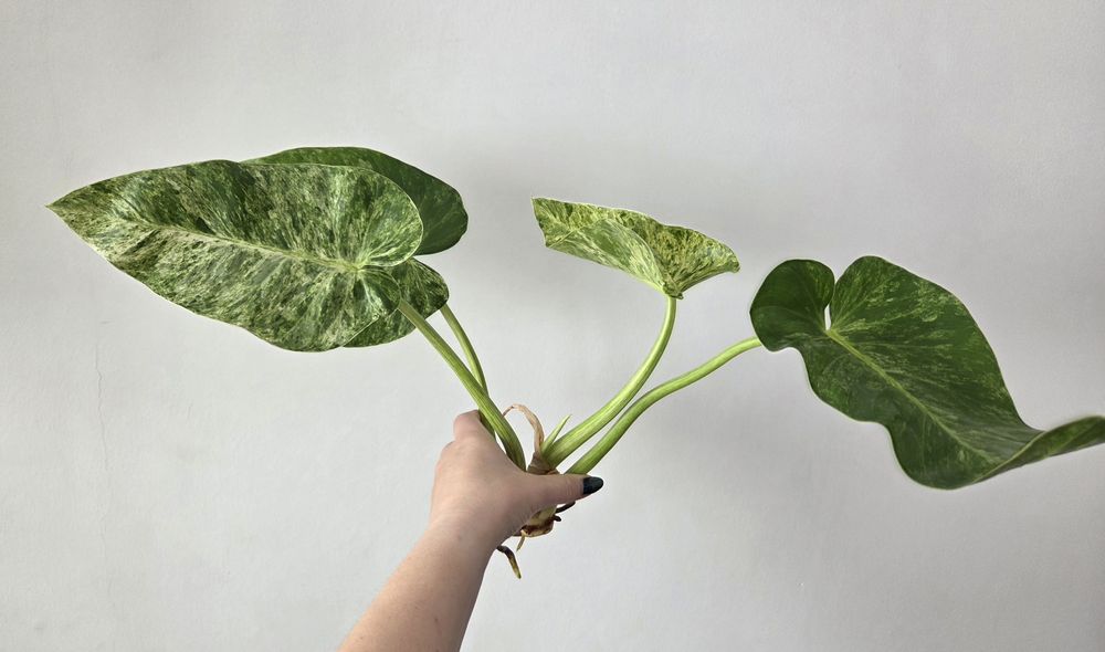 Philodendron Giganteum Variegata