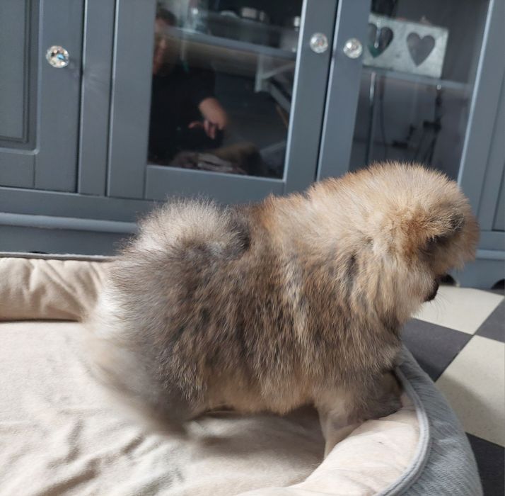 Szpic miniaturowy sunia