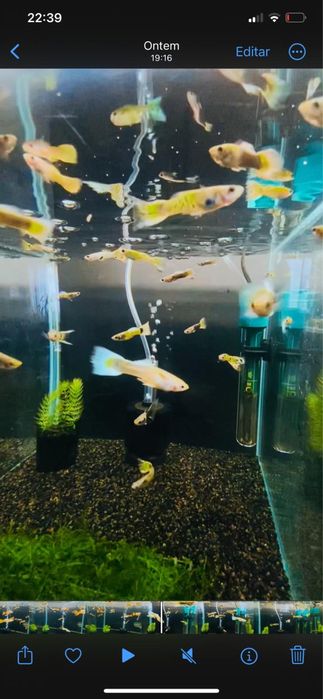 Guppys e camaroes para venda