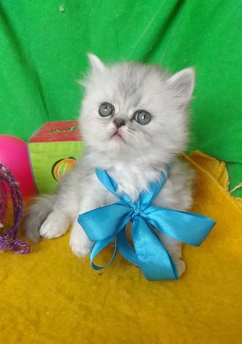 Серебристый серый пепельный дымный котёнок