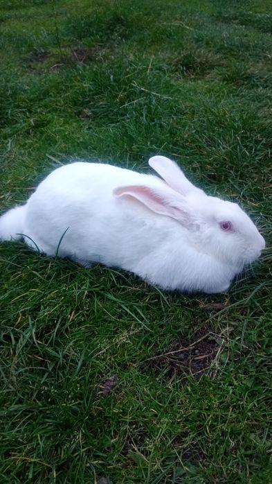 Продам кролів ..