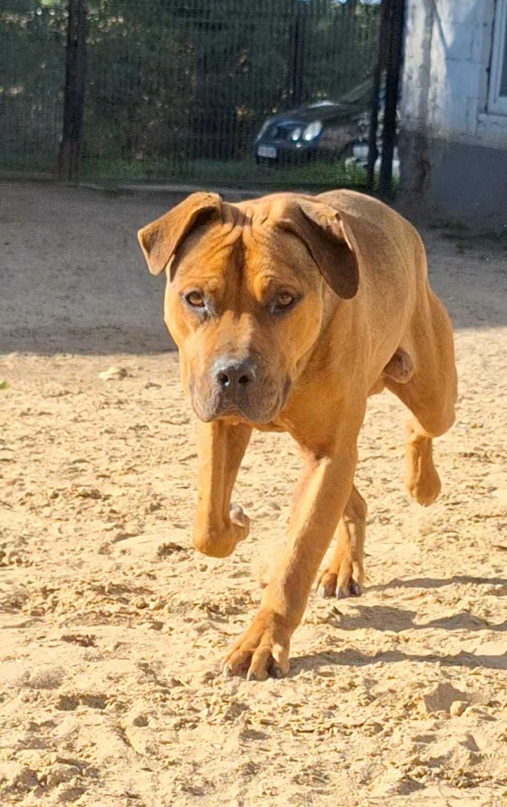 Do adopcji Gasby pies w typie amstaffa TTB Poznań