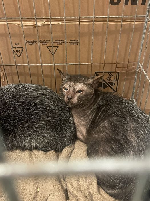 Ликой бесплатно для социализации