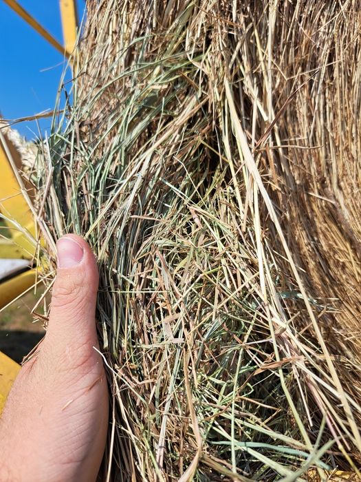 Siano dla koni w balotach dobra jakość tegoroczne z transportem