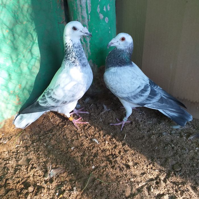 Gołębie pocztowe