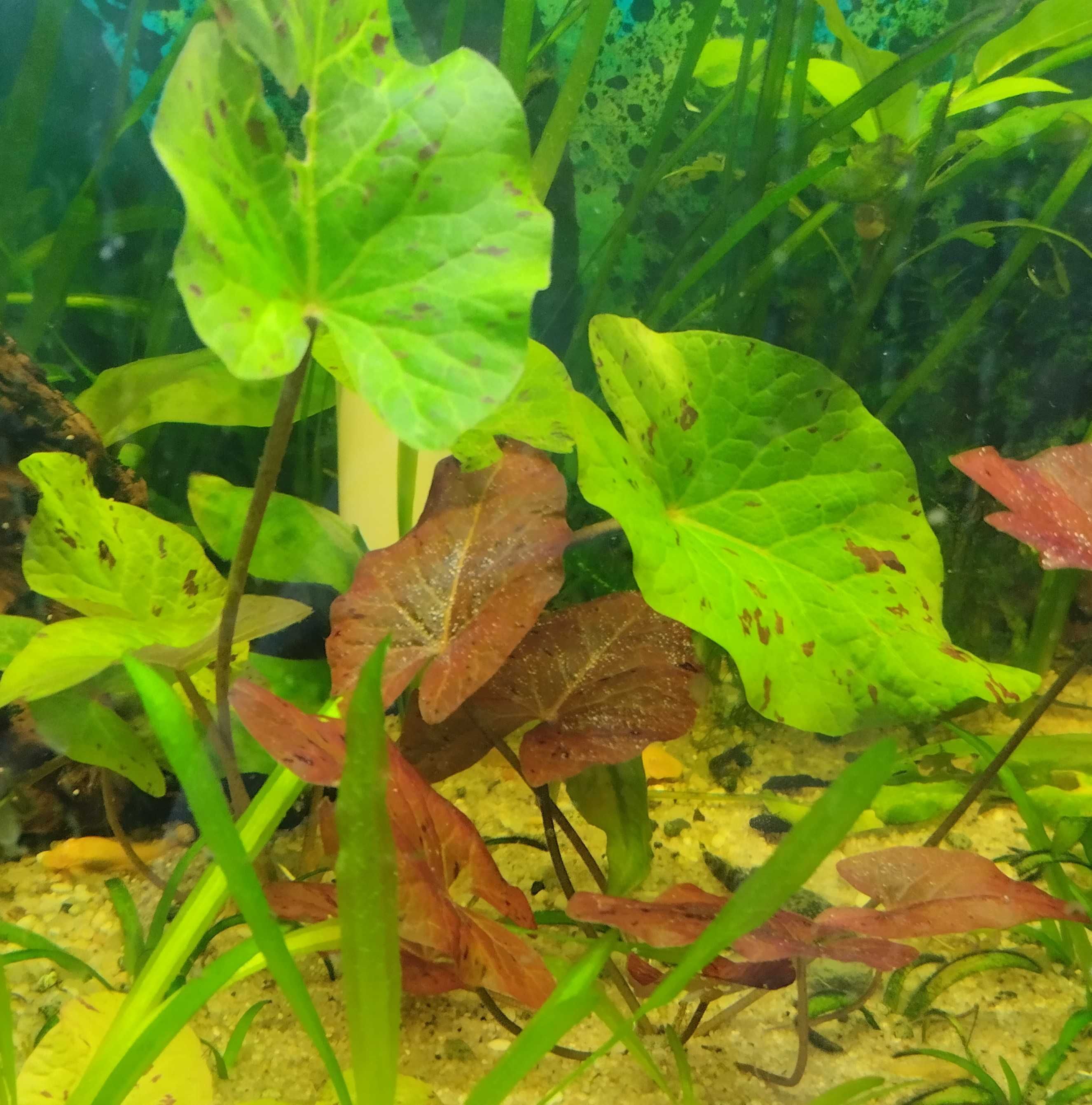 Roślina akwariowa Lotos zielony - czerwony