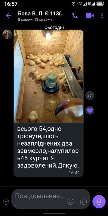 Яйця для інкубації курей.