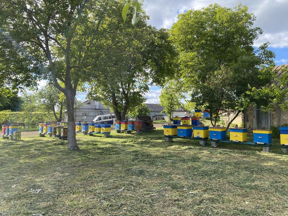 Терміново продам пасіку