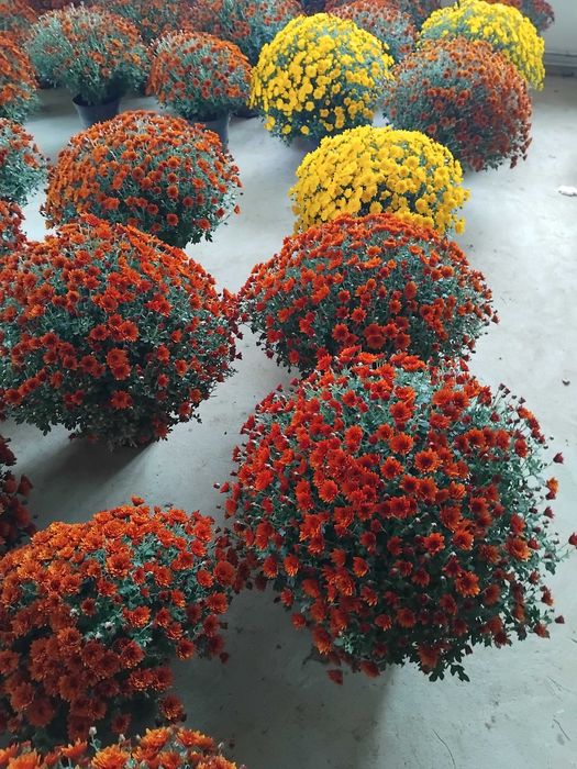 Sprzedam chryzantem drobnokwiatowe