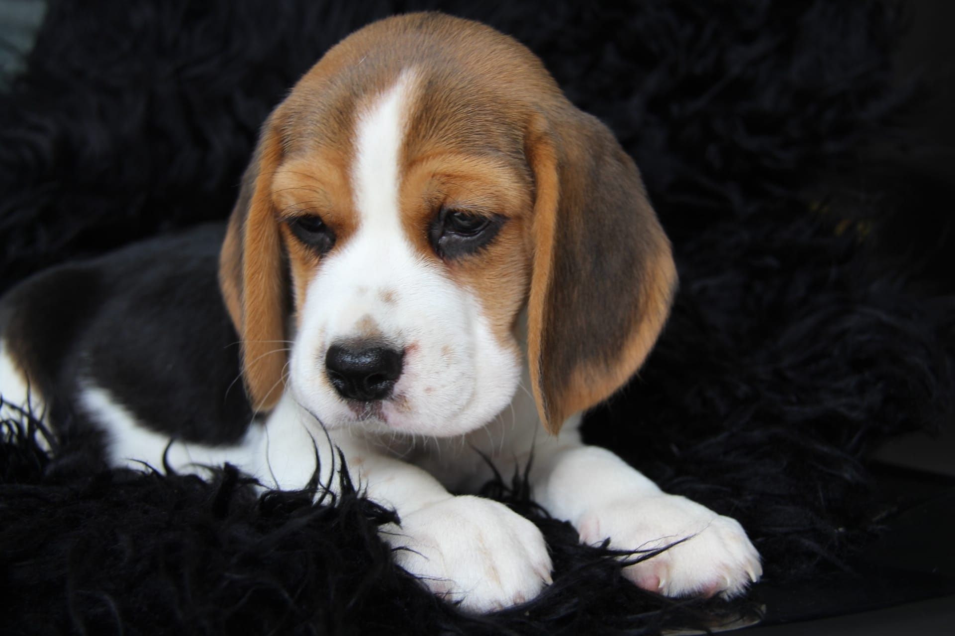 Cachorro Beagle com Lop e Afixo