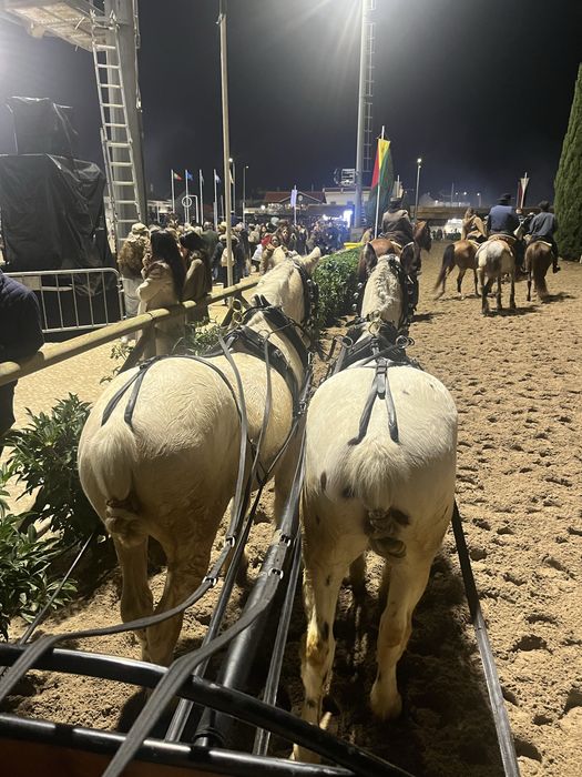 Poneis parelha mini cavalos