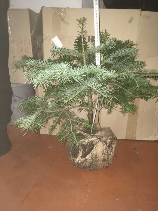 Ялиця Кавказька, Піхта Нордмана.