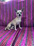 Nina - 5 anos, Chihuahua