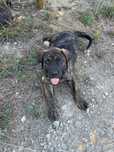 Presa Canario com LOP / cães de guarda