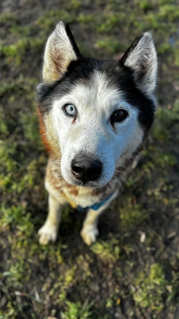 Elton psiak w typie Husky’ego czeka na dom
