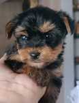 Yorkshire Terrier mini