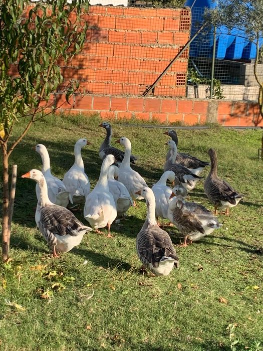 gansos do campo de alta qualidade  - preço atrativo