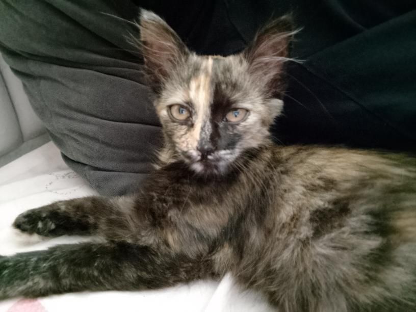 Отдам красивую кошечку срочно