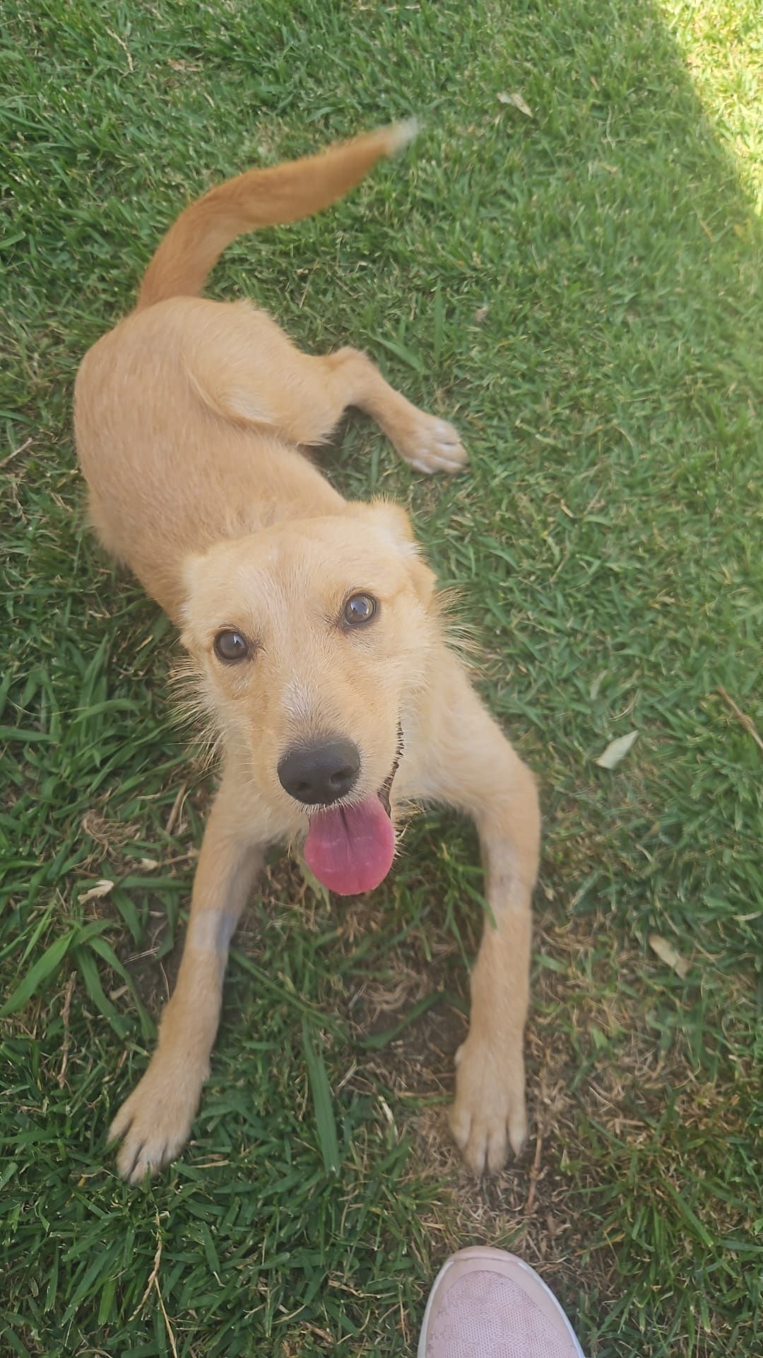 Cadela com 8 meses
