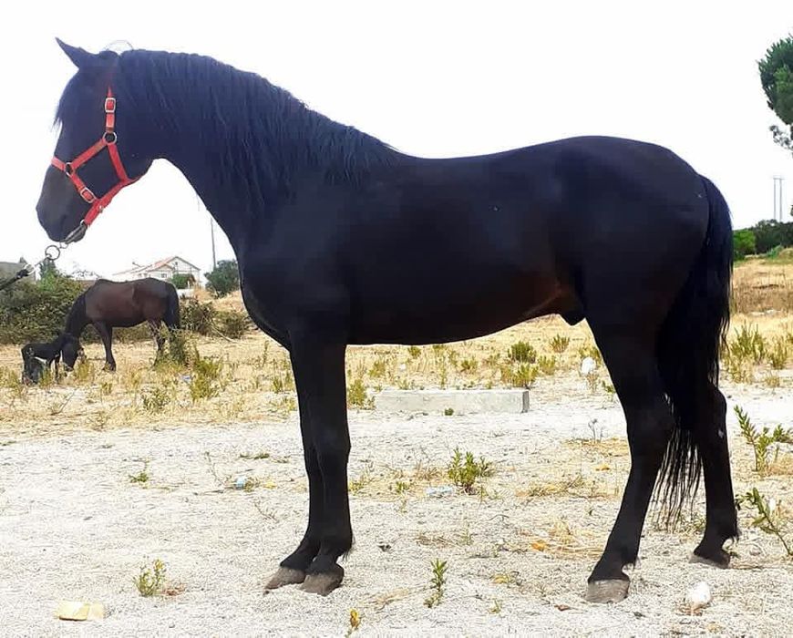 Cavalo castrado  .