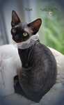 Devon rex Xenia - miniaturowa czarna pantera