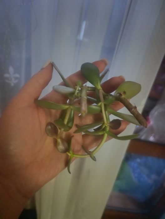 Отростки денежного дерева