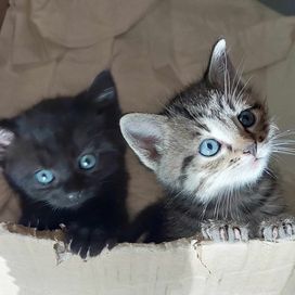 Zostały 2 kotki które szukają nowego domku
