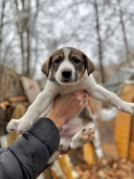 Щенки в добрые руки