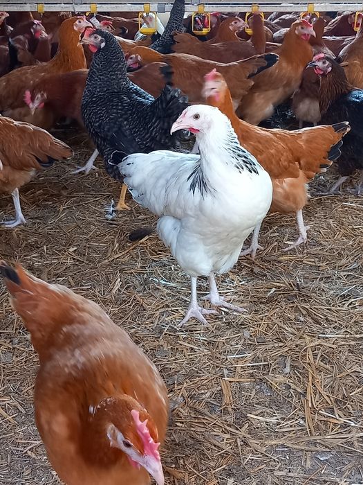 Kury Nioski Leghorn 24 tygodnie! Wysyłka!