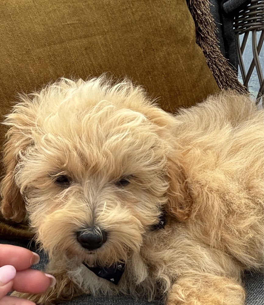 Uroczy piesek maltipoo