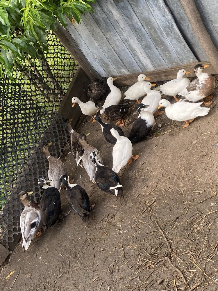 Call duck Pary i wolne kaczorki