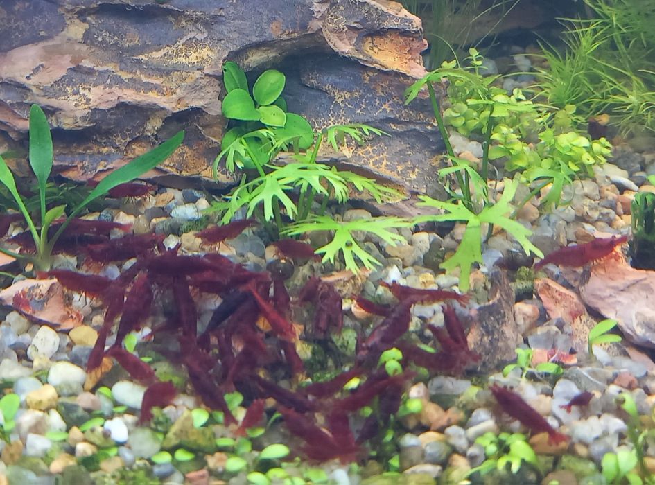 Креветки неокардини Кровава Мері, мохи, рослини акваріумні