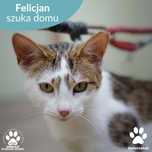 Uroczy kocurek Felicjan do adopcji